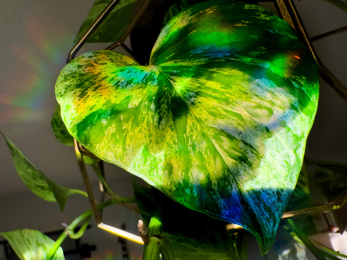 Rainbows from suncatcher